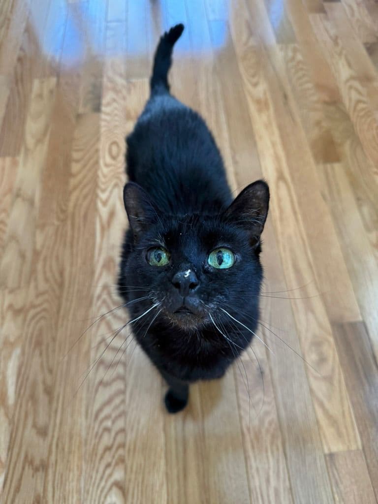 Nancy Bean, the small black cat the bakery is named after